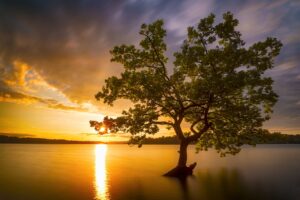 Tree in the river and beautiful sunrise